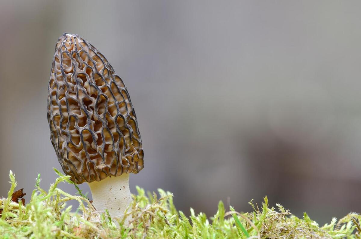 Uncovering Morel Magic: A Guide To Foraging's Greatest Reward