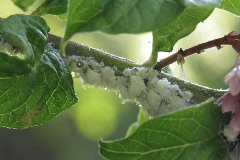 Unveiling Aphids: A Comprehensive Visual Guide