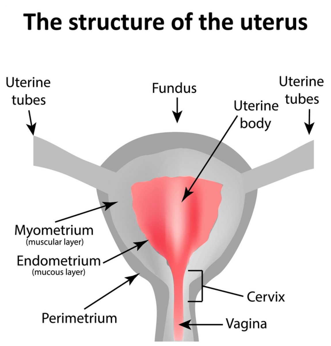 Uterus Bloody Marvellous