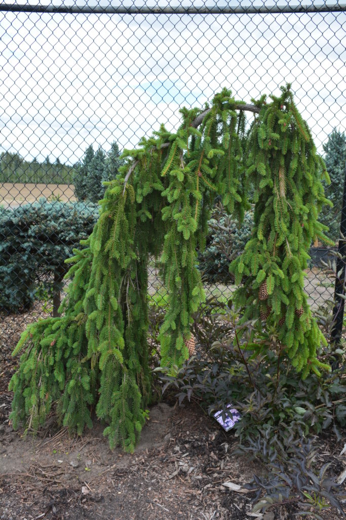 Weeping Norway Spruce