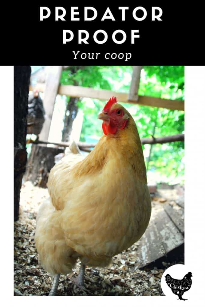 What Are Common Chicken Coop Predators Protecting Your Flock The