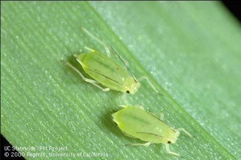 What Are Little Green Bugs Attracted To Light Americanwarmoms Org