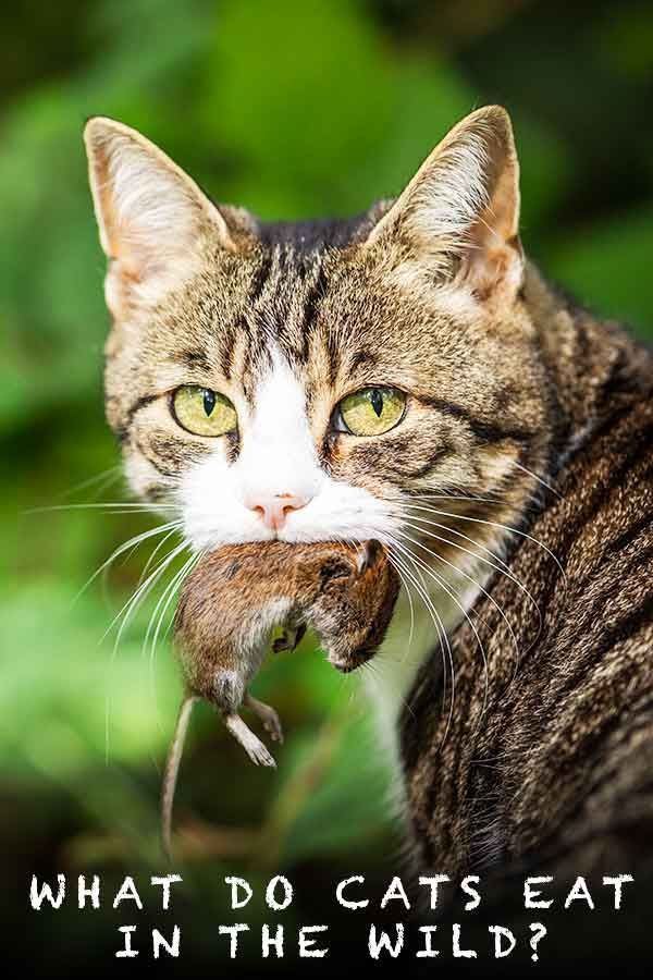 What Do Cats Eat In The Wild Comparing Wild Cat And Pet Cat Diets