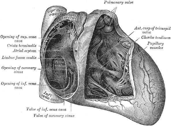 What Is The Role Of The Fossa Ovalis In Heart Function? An Indepth Look