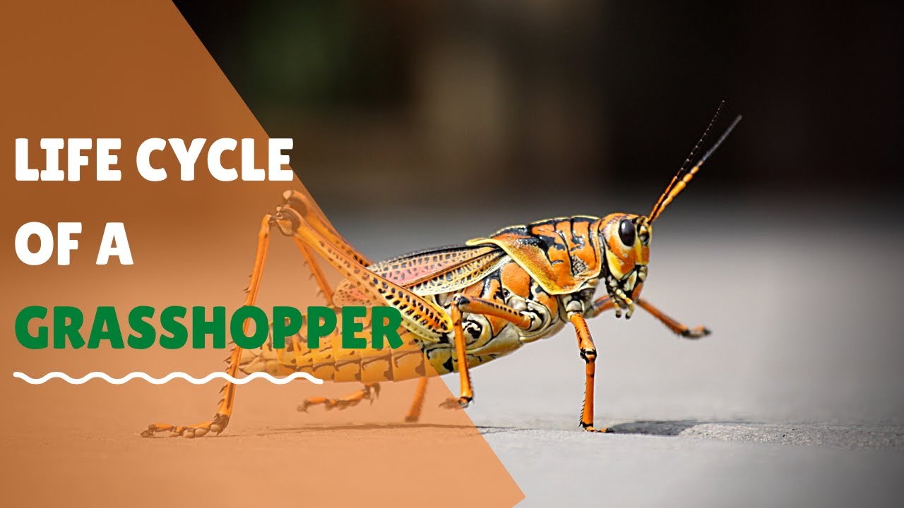 What S The Lifespan Of A Grasshopper The 21 Correct Answer