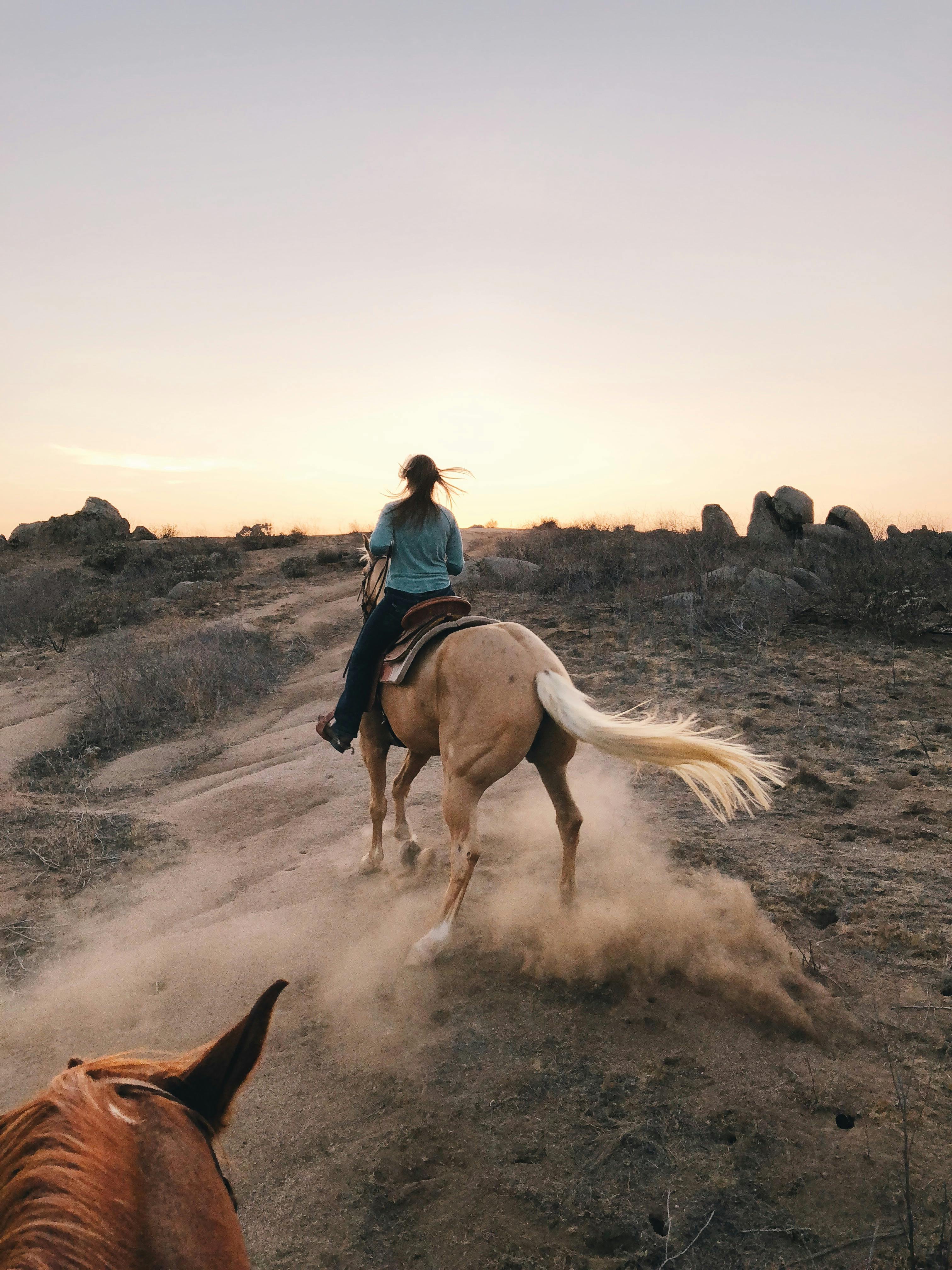 What To Expect At Horseback Riding Lessons? A Beginner's Guide