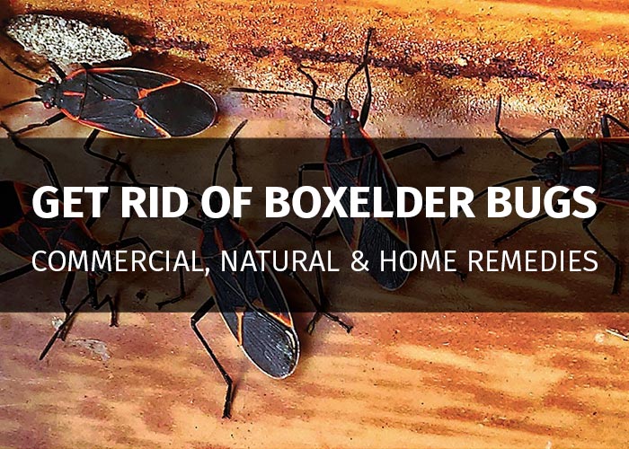 What's The Best Way To Get Rid Of Box Elder Bugs? Natural Solutions