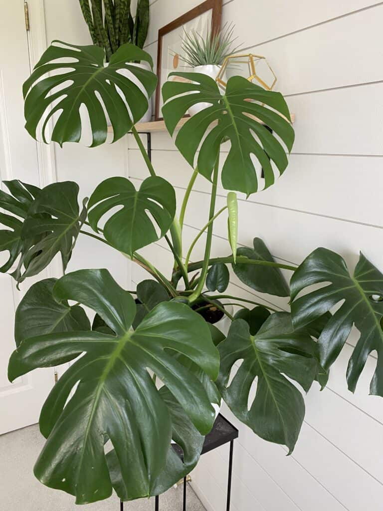 What's The Best Way To Propagate Monstera Deliciosa? Stepbystep Guide