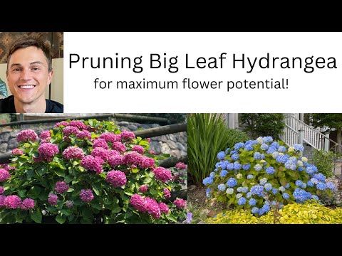 When And How To Prune Big Leaf Hydrangea Youtube