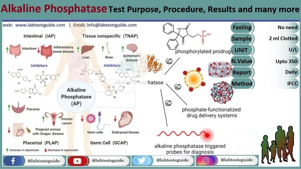 When Are Alkaline Phosphatase Levels Concerning? A Quick Guide