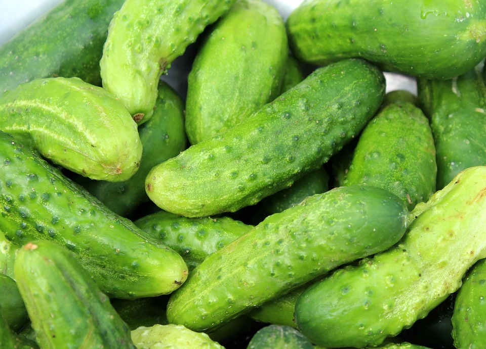 When Are Cucumbers In Season