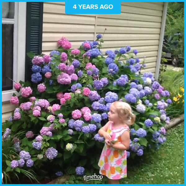 When Can I Cut Back Hydrangeas Kentucky Living