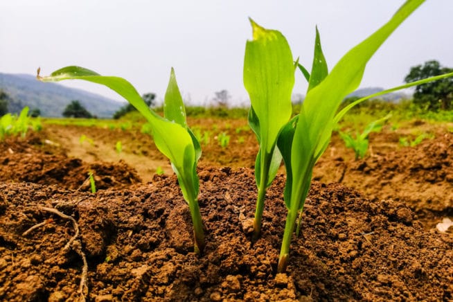 When Should You Plant Corn