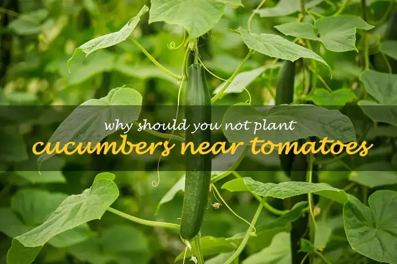 When Should You Plant Cucumbers