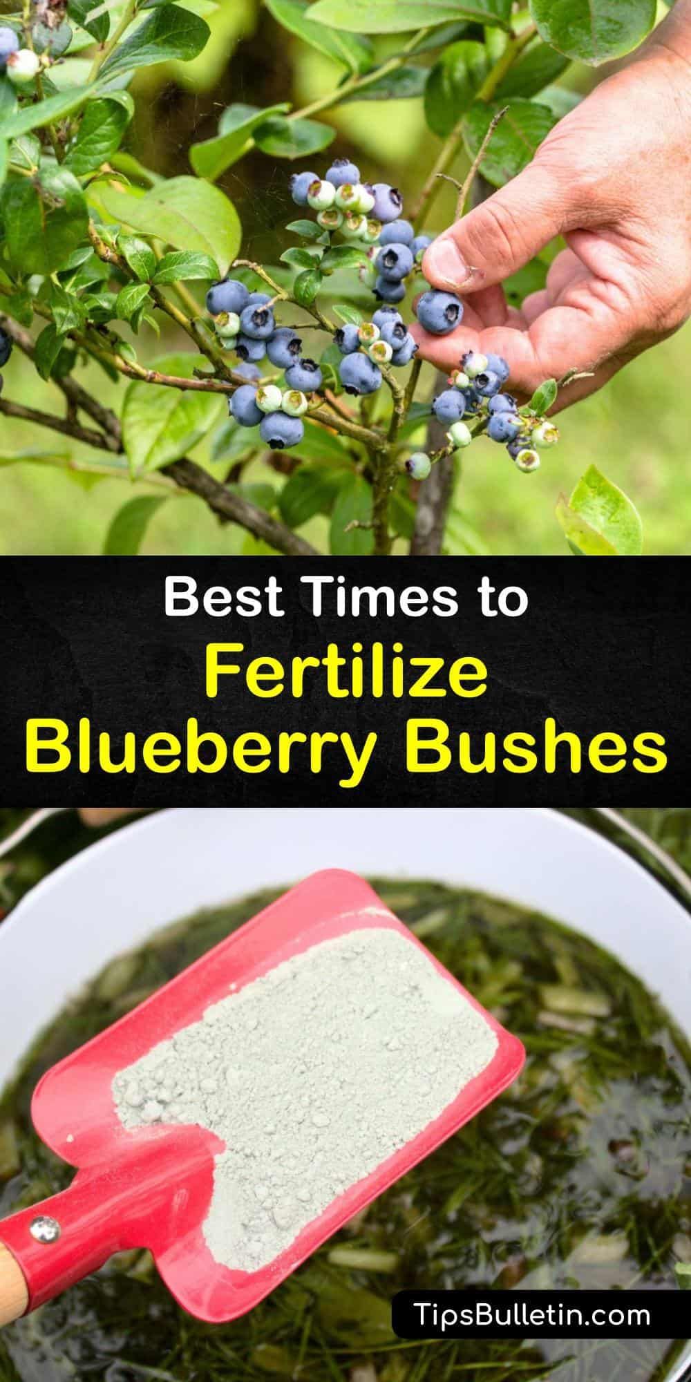 When To Fertilize Blueberry Bushes Optimal Timing For Healthy Growth