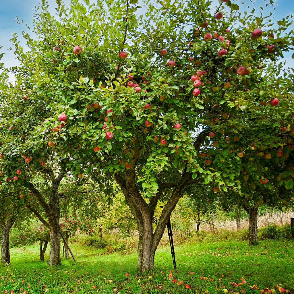 When To Plant Apple Tree Step By Step Guide