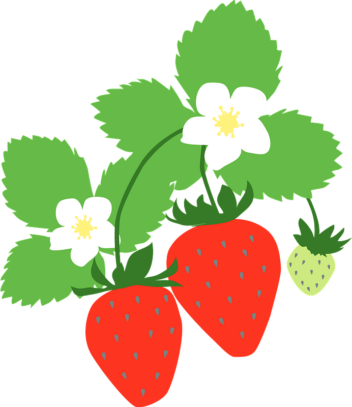 When To Plant Strawberries