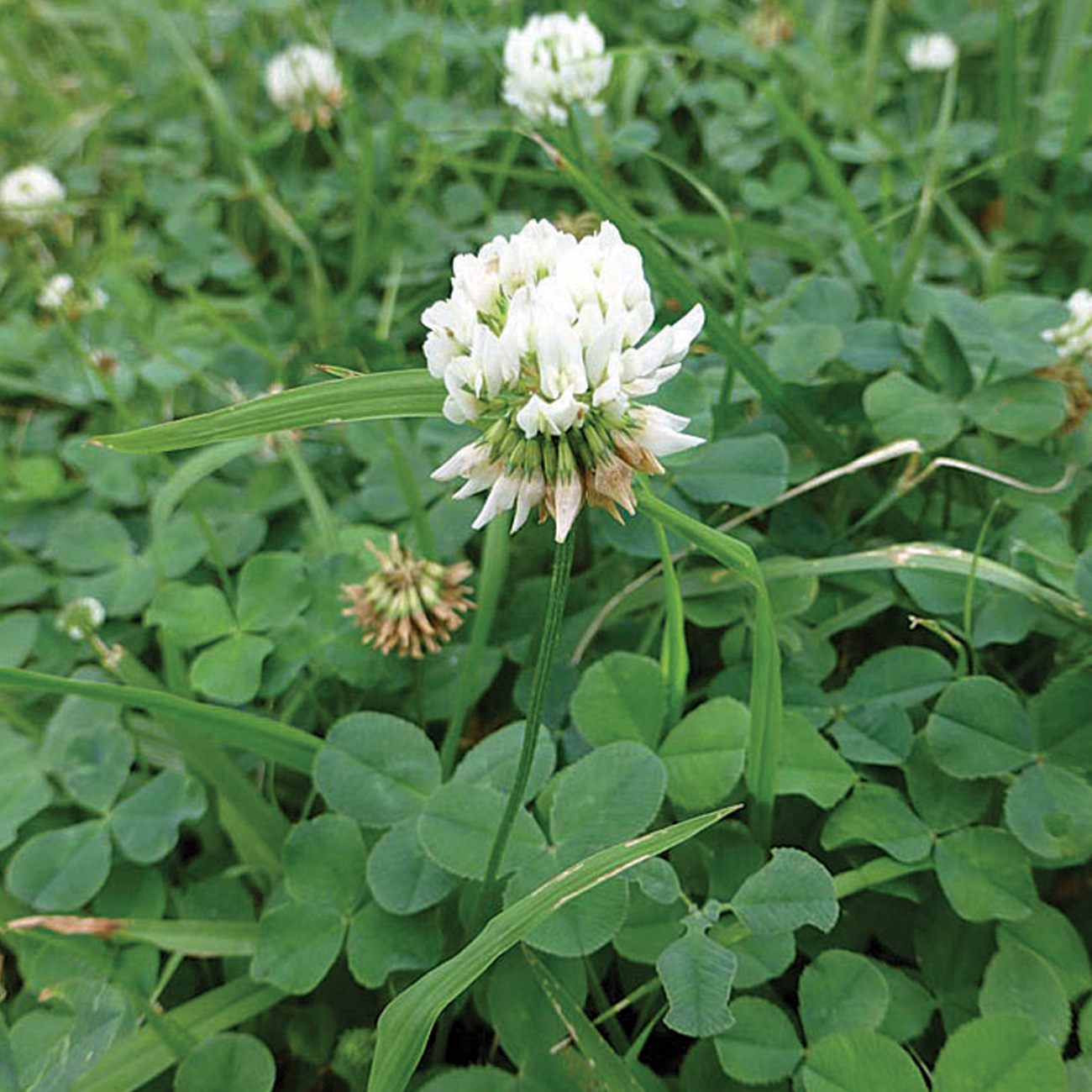 When To Plant White Dutch Clover For Optimal Growth?