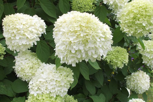 When To Prune Limelight Hydrangea Planting Guide