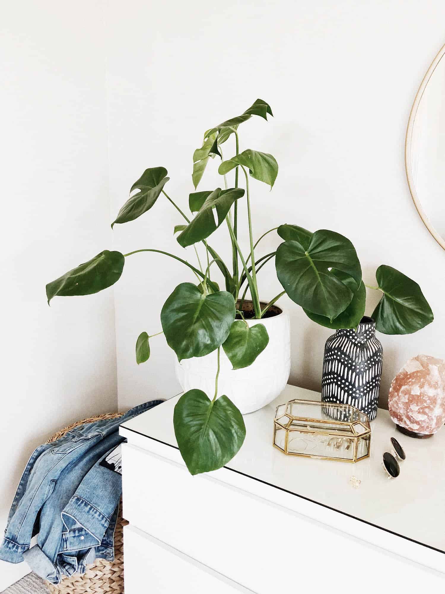 When To Repot Your Monstera? Signs And Solutions