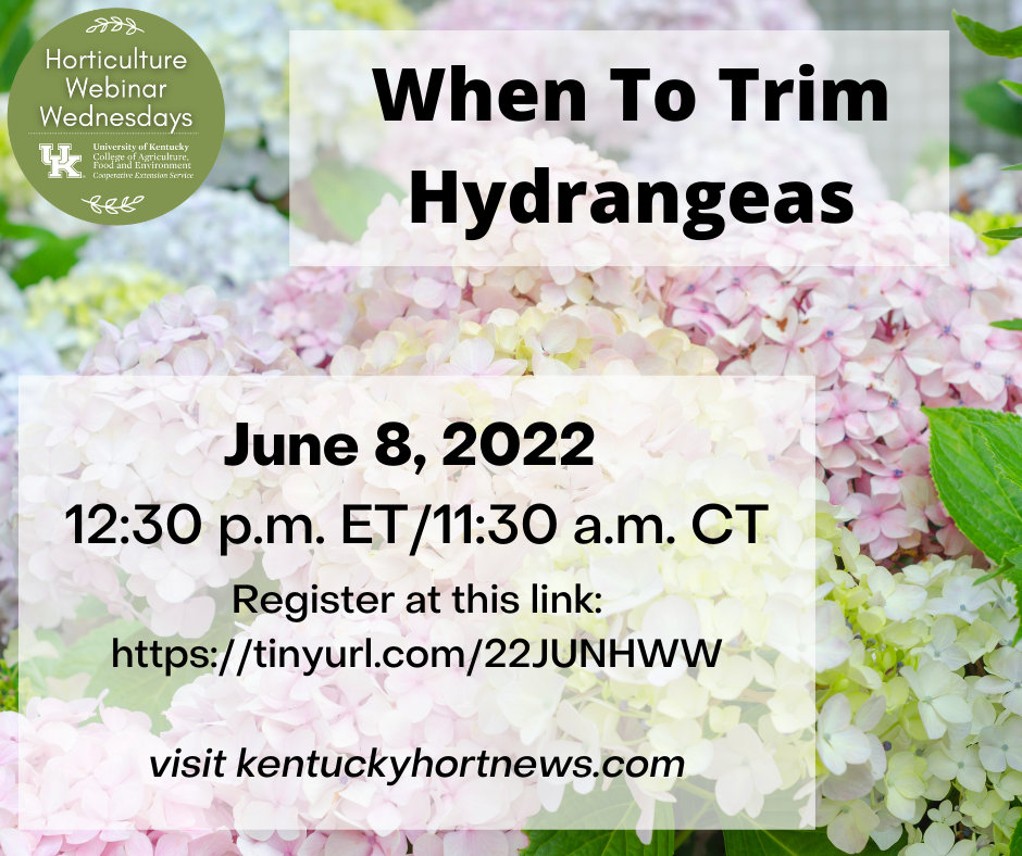 When To Trim Hydrangeas