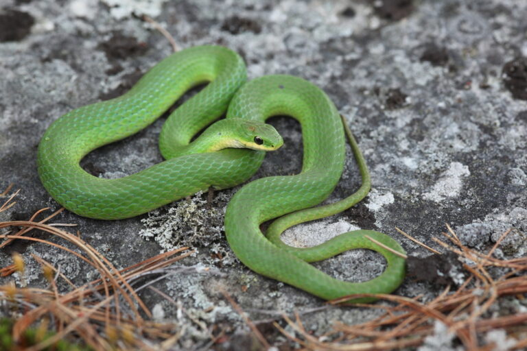 When Will I Spot One? A Smooth Green Snake Guide