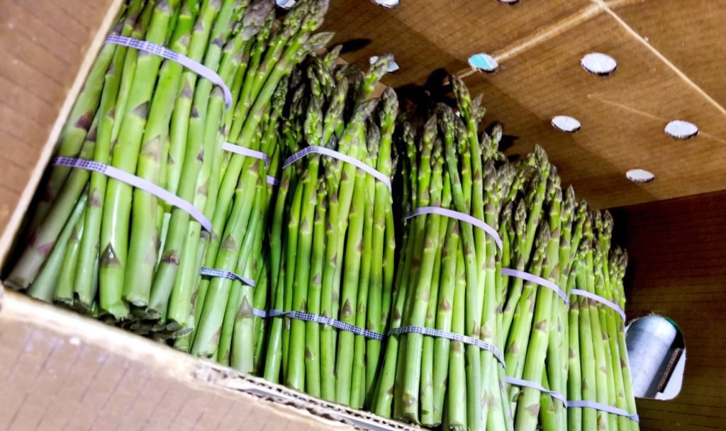 When's The Optimal Time To Pick Asparagus? A Grower's Guide