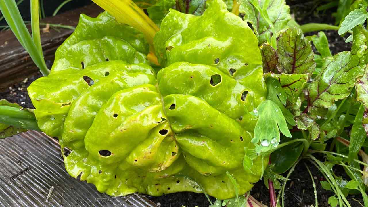 Why Do Slugs Eat These Plants? A Gardener's Guide