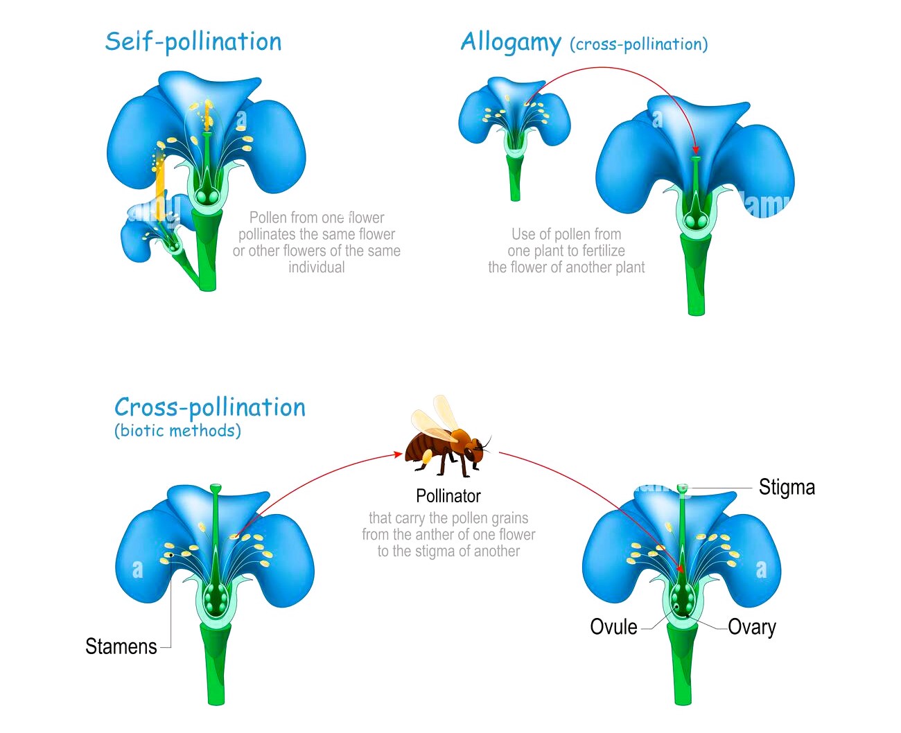 Why Is Cross Pollination Better Than Self Pollination At Marilyn Rose Blog