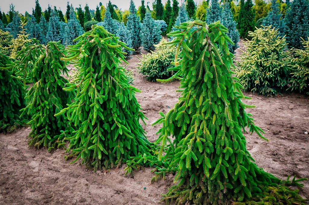 Why Is My Norway Spruce Weeping? Revive Your Tree