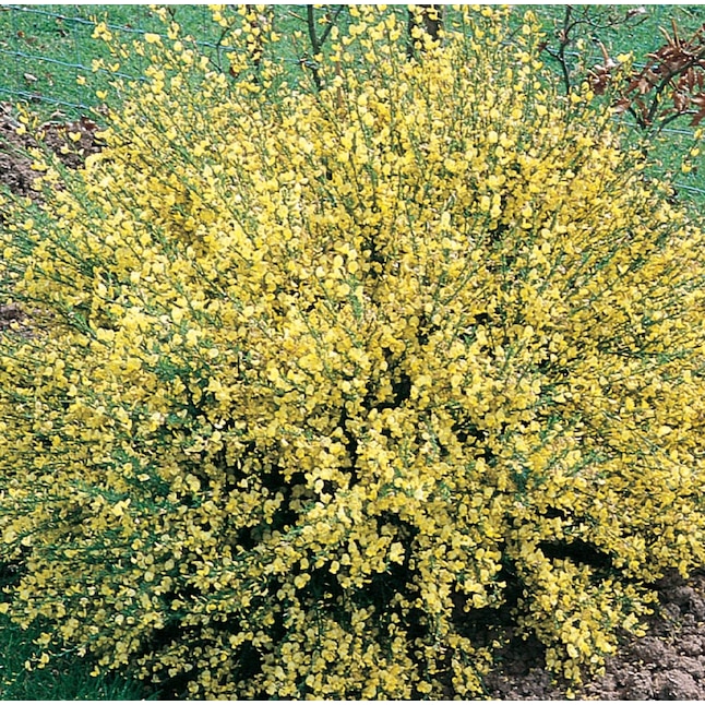 Yellow Sweet Broom Flowering Shrub In Pot With Soil L3064 At Lowes Com