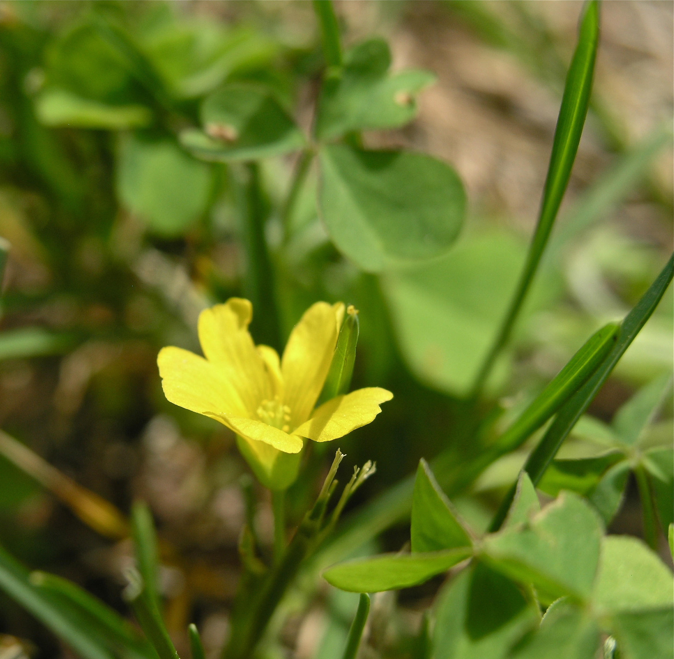 Yellow Wood Sorrel